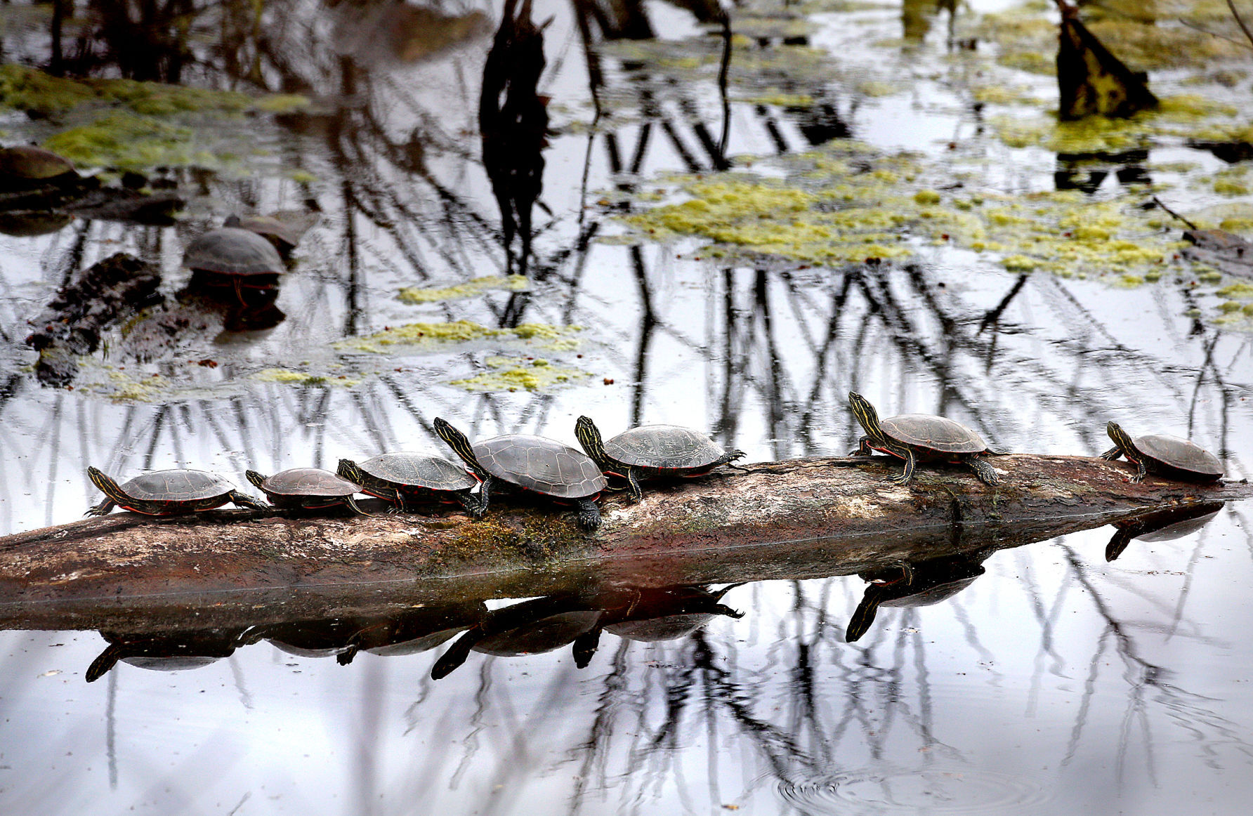 Wildlife in the La Crosse River marsh